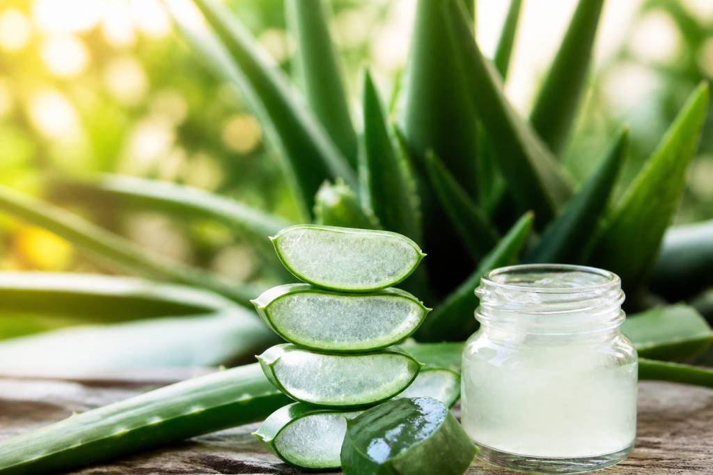 Les vertus de l’aloe vera pour la peau, les cheveux et la santé Les vertus de l'aloe vera pour la peau, les cheveux et la santé